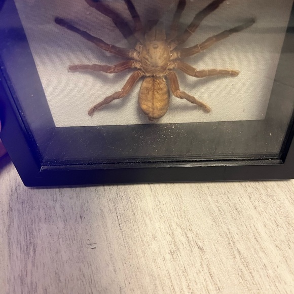 Taxidermy Tarantula Framed Display-Makes a great gift-Very good condition - Picture 3 of 3